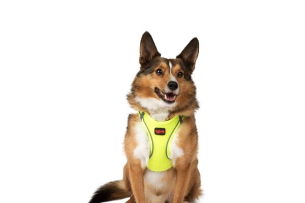 Dog wearing a yellow harness.